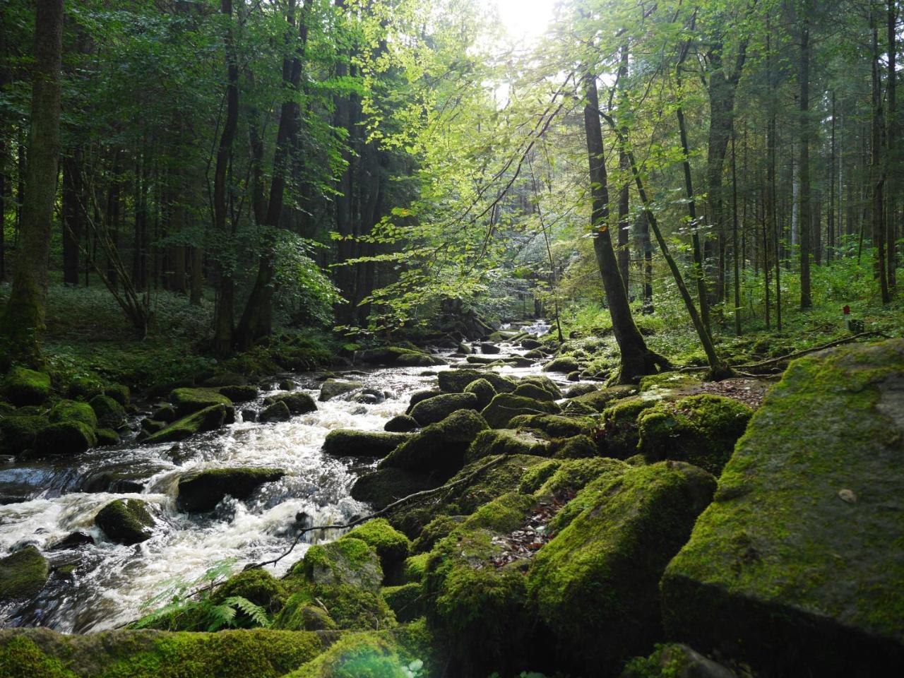 Fewo Kedo Neukirchen vorm Wald エクステリア 写真
