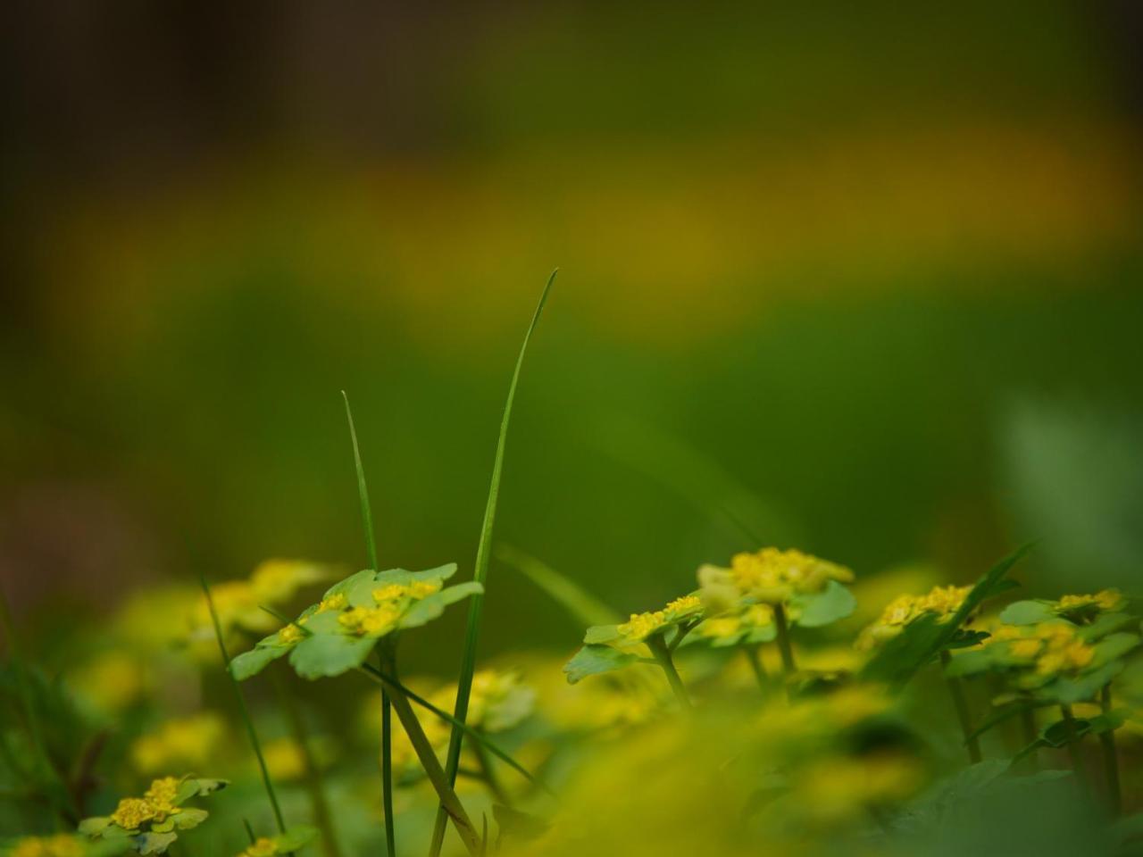 Fewo Kedo Neukirchen vorm Wald エクステリア 写真
