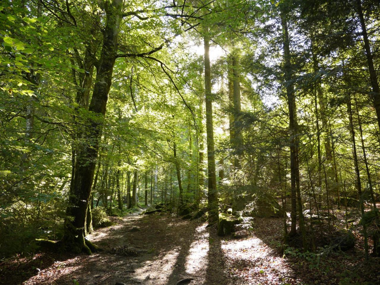 Fewo Kedo Neukirchen vorm Wald エクステリア 写真
