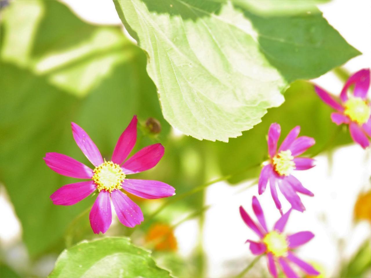 Fewo Kedo Neukirchen vorm Wald エクステリア 写真